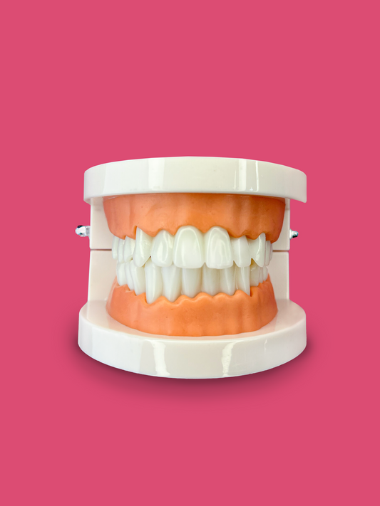 Model szczęki stomatologicznej